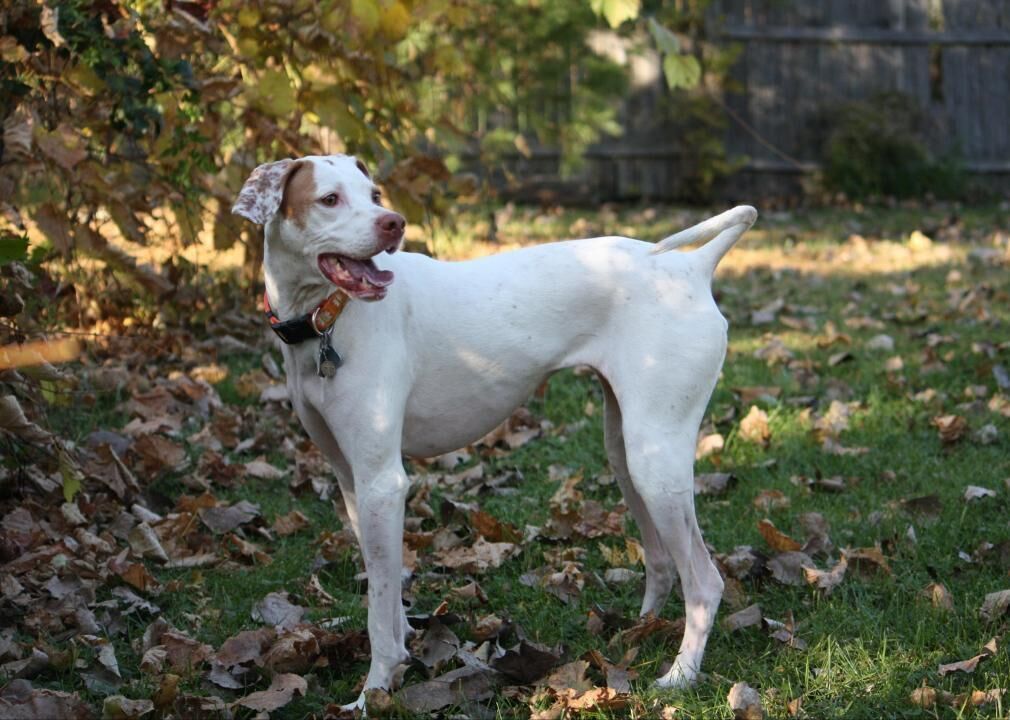 #80. Pointer